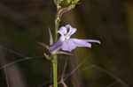 Glade lobelia